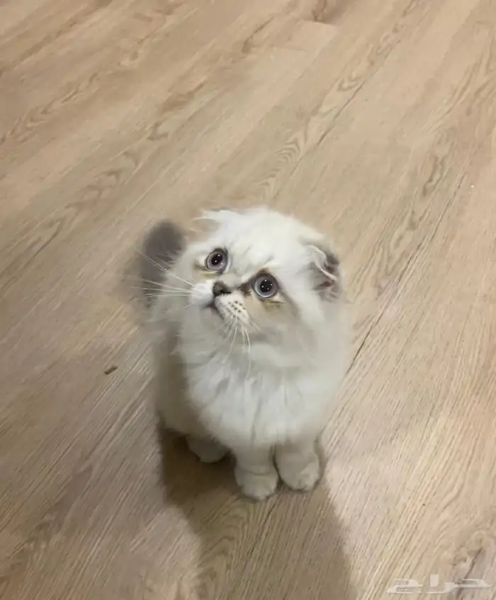 انثي وذكر همالايا للبيع كتن 2