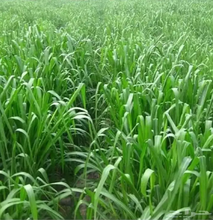 بذور بونيكام اسباني انتاج جديد 2