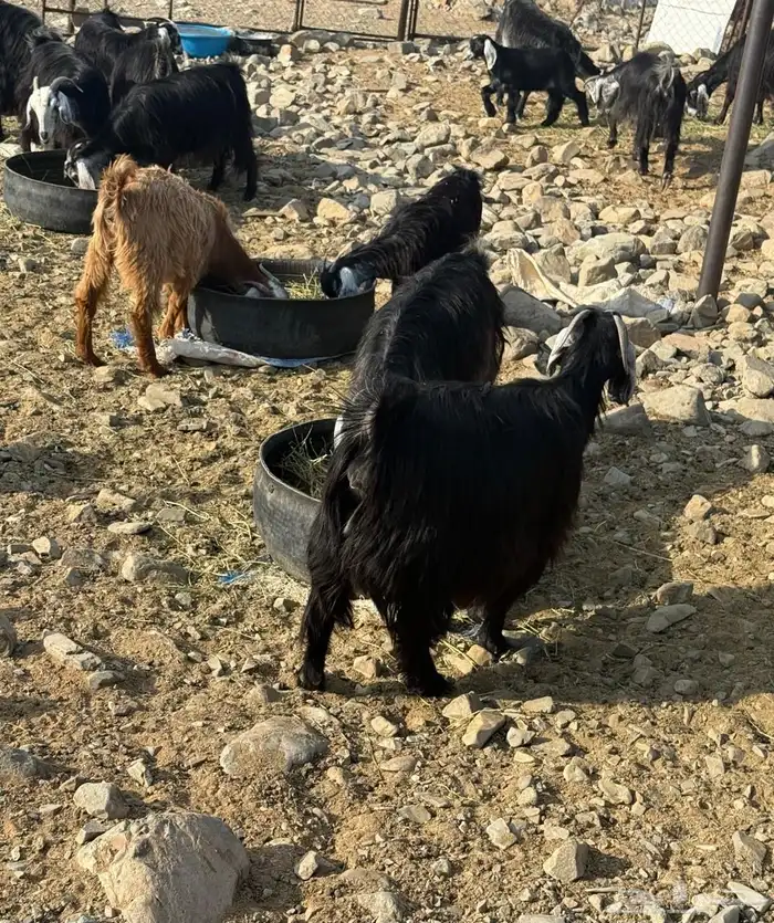 ماعز مقنوي على الشرط 9