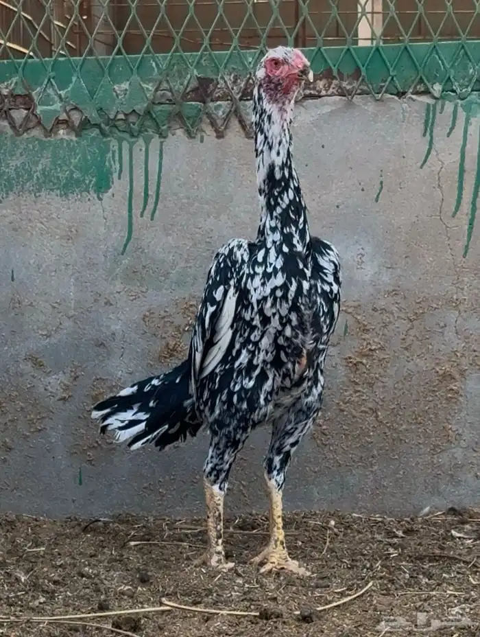 دجاجه شامو الماني بيور اساس خوارج نوادر 3