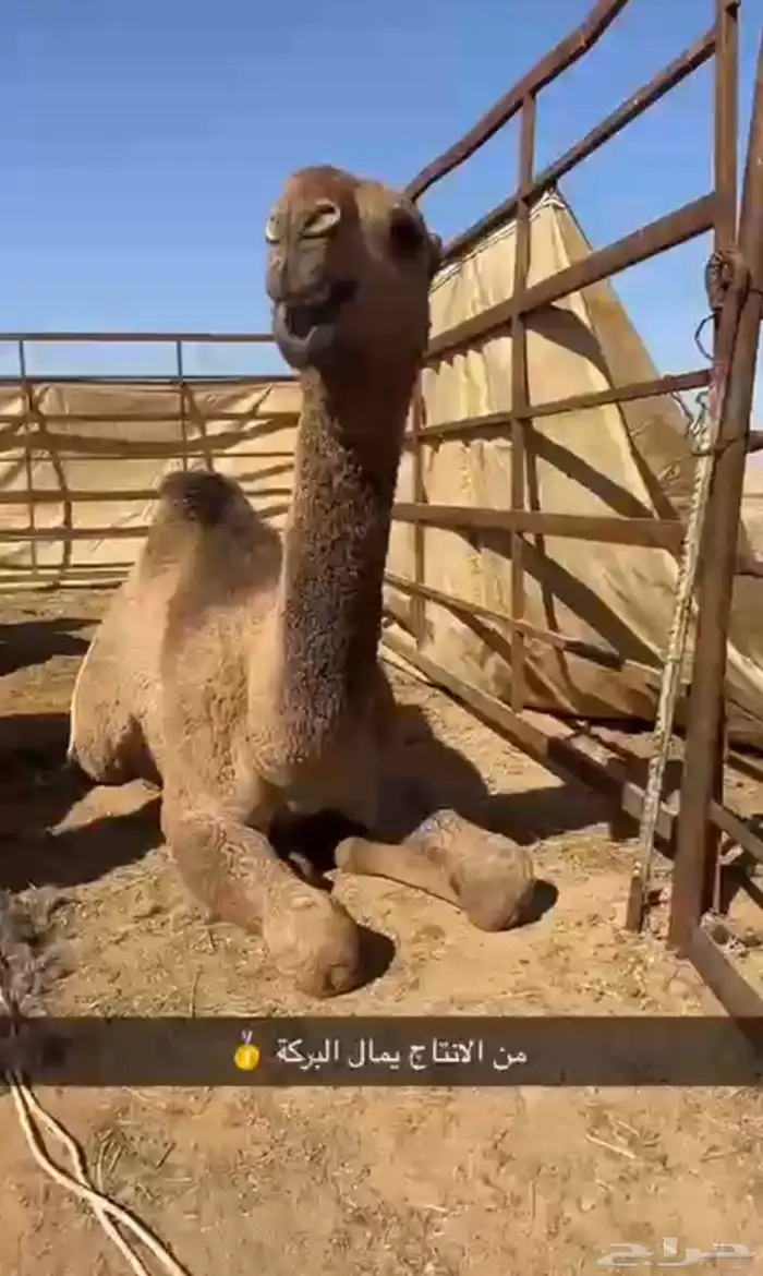 للبيع الفحل الاصفر الكفو 4