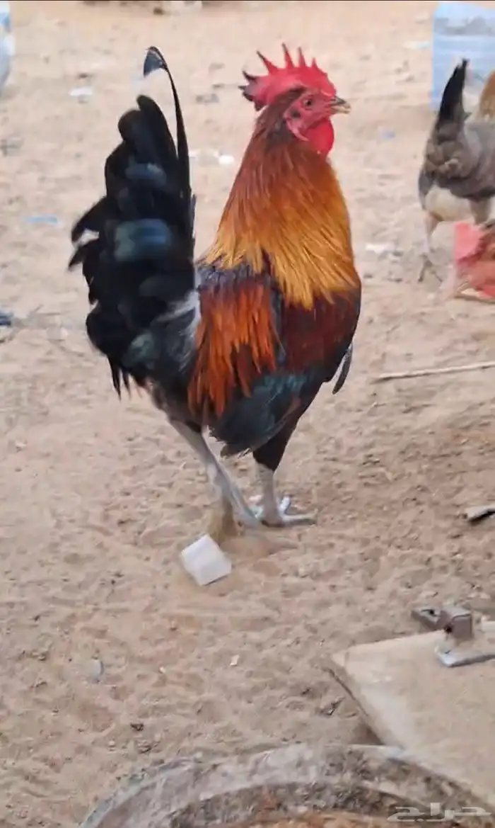 ديك عربي اصيل انوع دبسي من نتاج دجاج عربي فري اصيل 0
