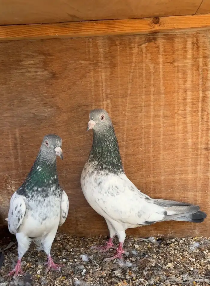 زوج قولدن مام دين آساس TOP حمام باكستاني 3