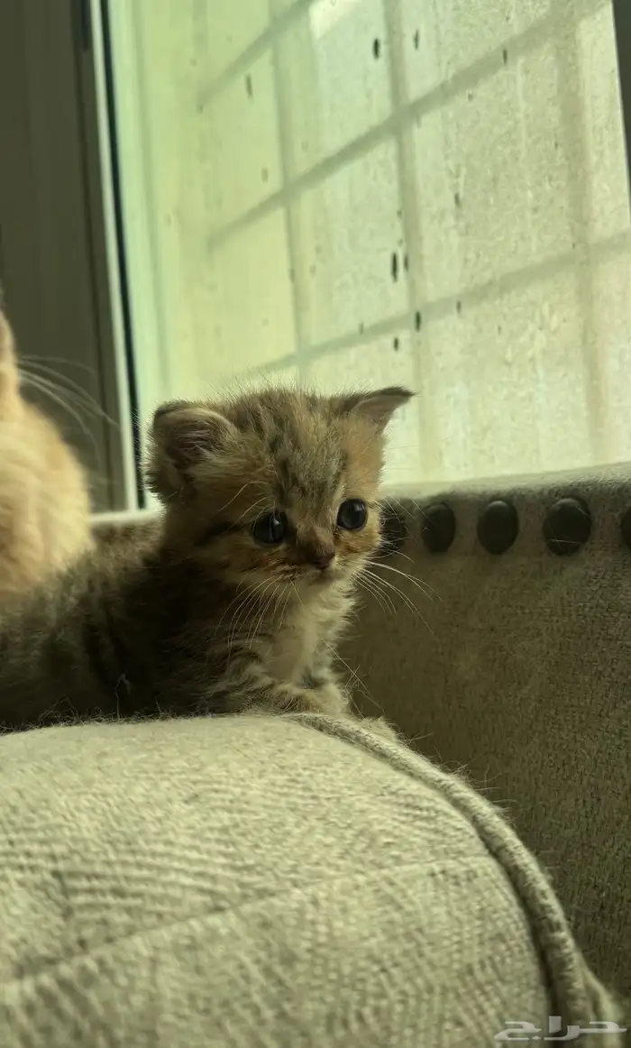 قط صغير ( كيتن ) هملايا و بيرشن بيكي فيس 6