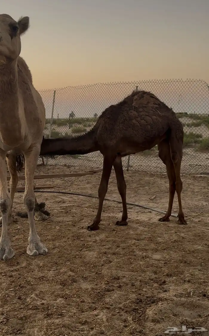 حشوان فل تحت امهاتها 2