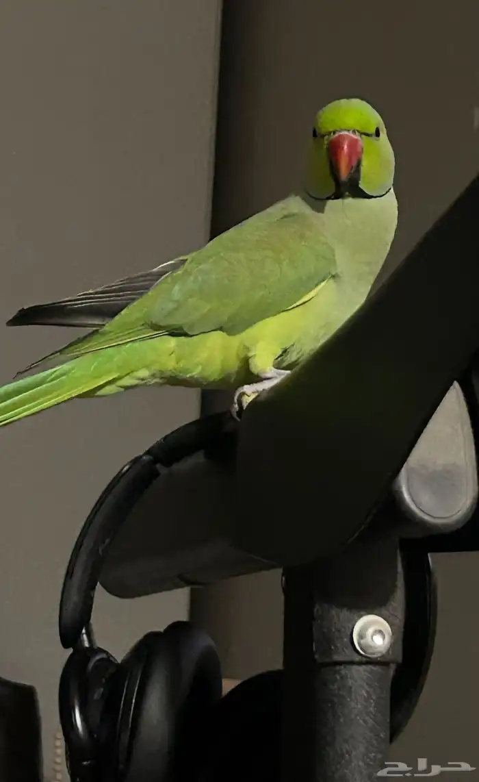 ببغاء درة مفقود فى تربه حي الخالديه 0