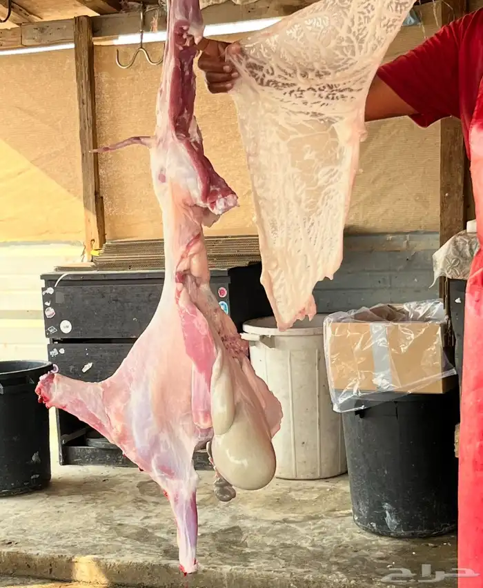 ذبايح اتصل نصل 2