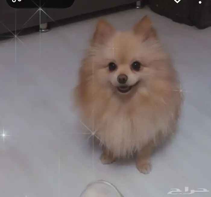 كلاب ظايعه في شمال الرياض 0