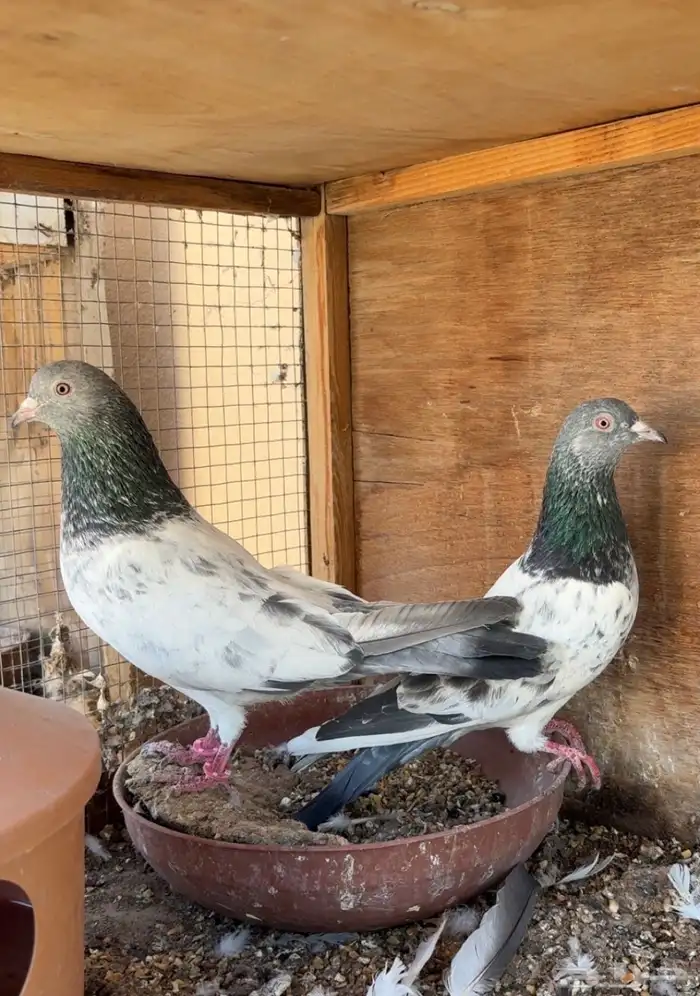 زوج قولدن مام دين آساس TOP حمام باكستاني 0