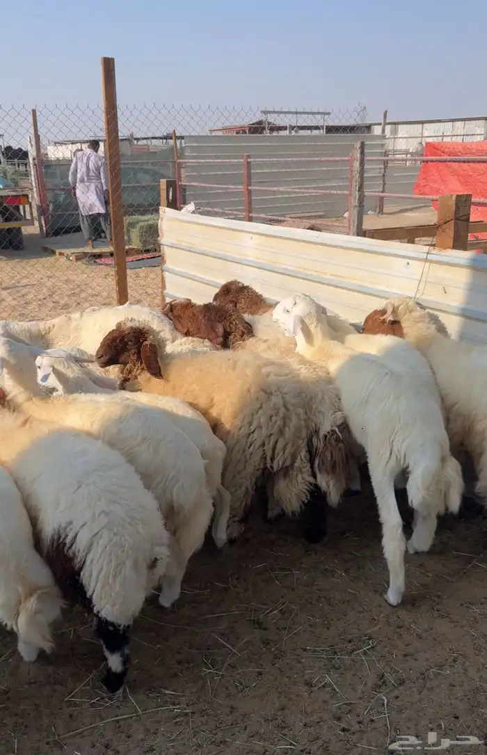 نعيمي او حري تمارا مع الذبح والتوصيل 9