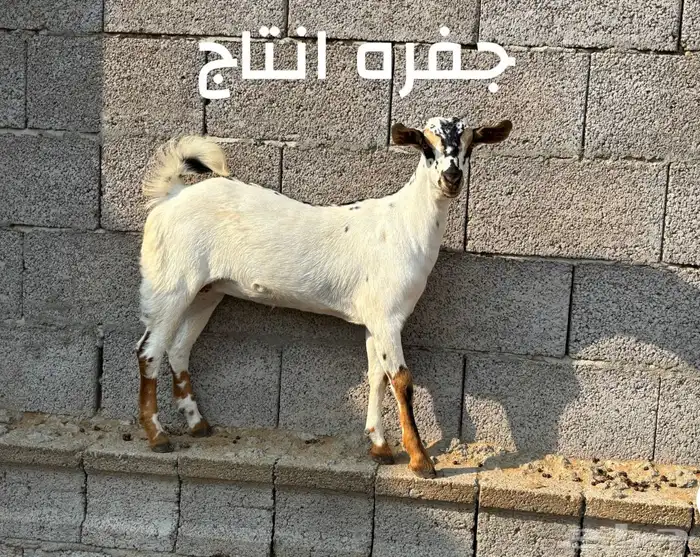 تيس فحل بيشي 6