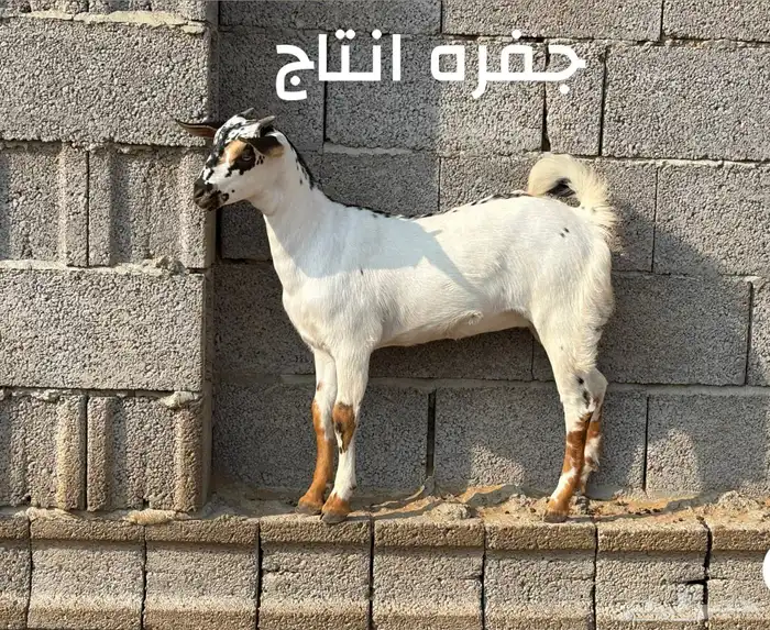 تيس فحل بيشي 7