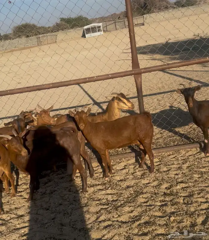 خميس مشيط القاعه 0