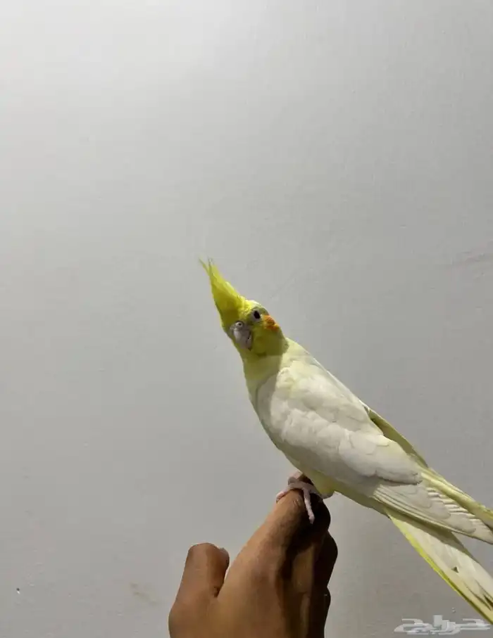 عصفور كروان 0