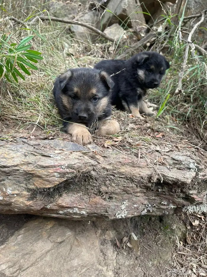 زوج جيرمن جرو 0