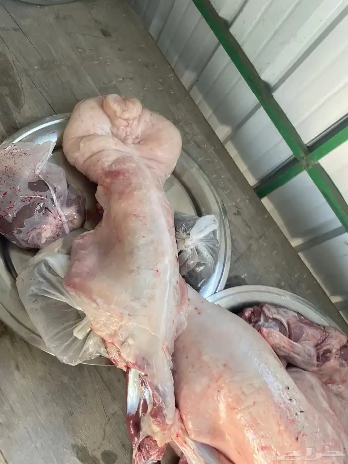 نعيمي او حري تمارا مع الذبح والتوصيل 6