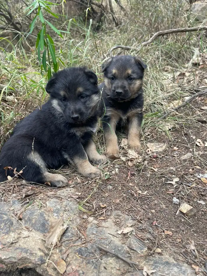 زوج جيرمن جرو 3