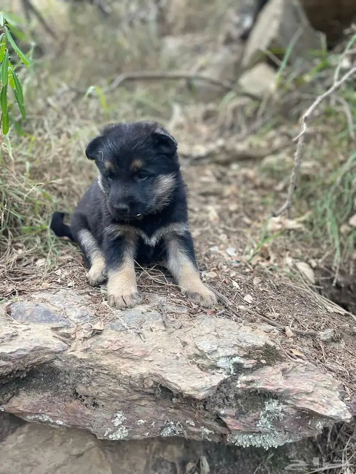 زوج جيرمن جرو 4