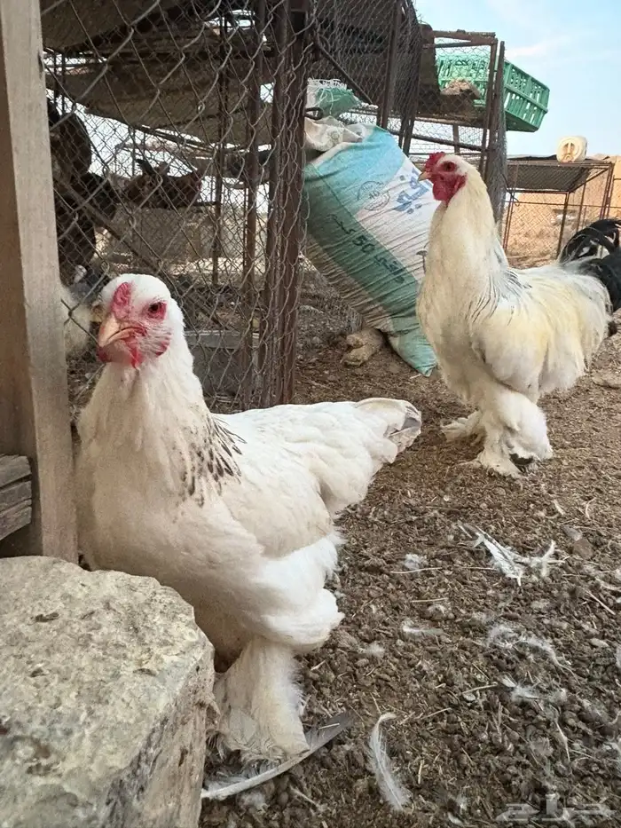 للبيع طقم براهما كولومبي 0