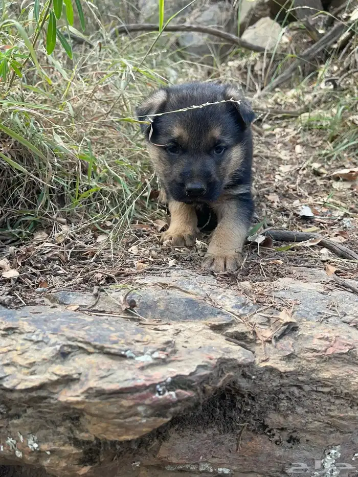 زوج جيرمن جرو 1