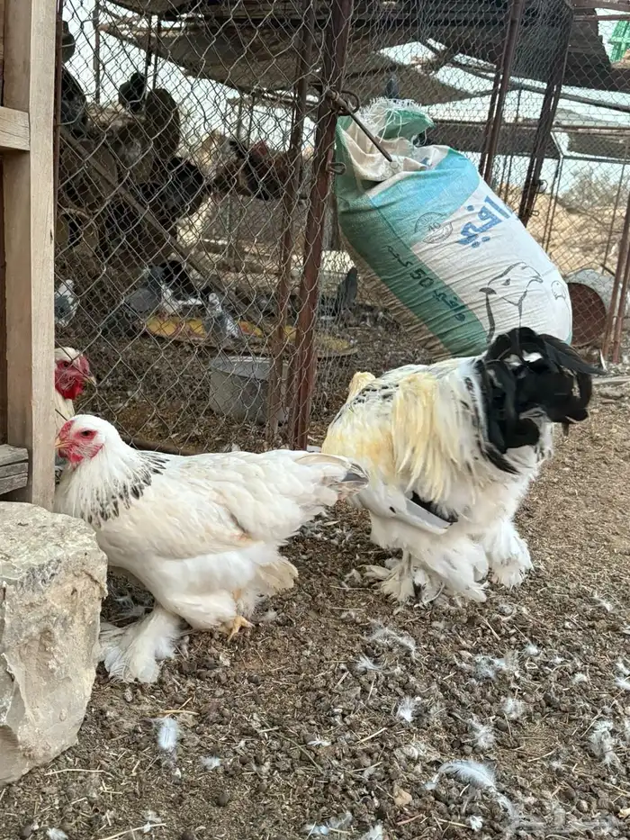 للبيع طقم براهما كولومبي 2