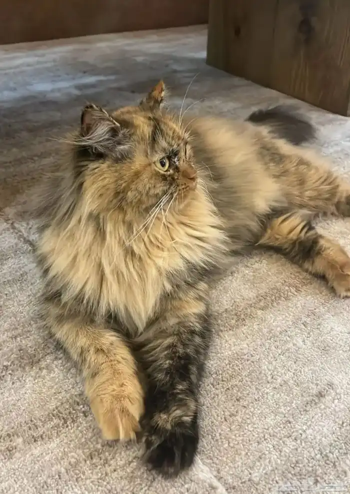 انثى شيرازي أليفه 1