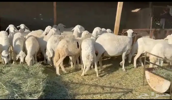 ضان حرش دفيع 1