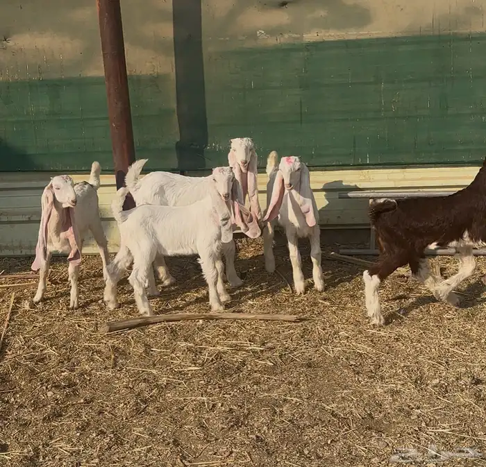 تيوس للبيع 2