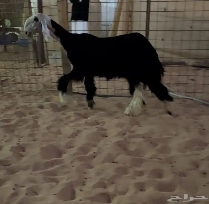 رخال نجد صنف 0