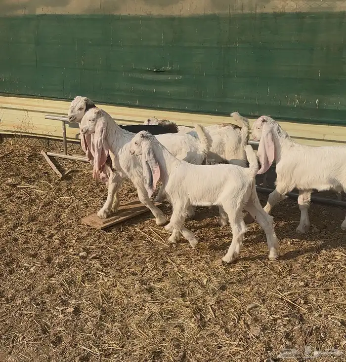 تيوس للبيع 1