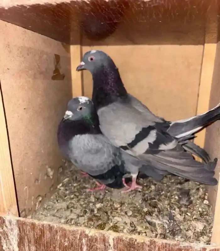 حمام قطيفي قلاب 3 اجواز وجوز مع البيعه 4