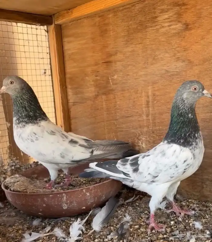 زوج قولدن مام دين آساس TOP حمام باكستاني 2