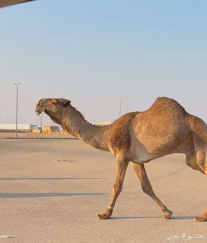 قعود قشعاني كفو 4