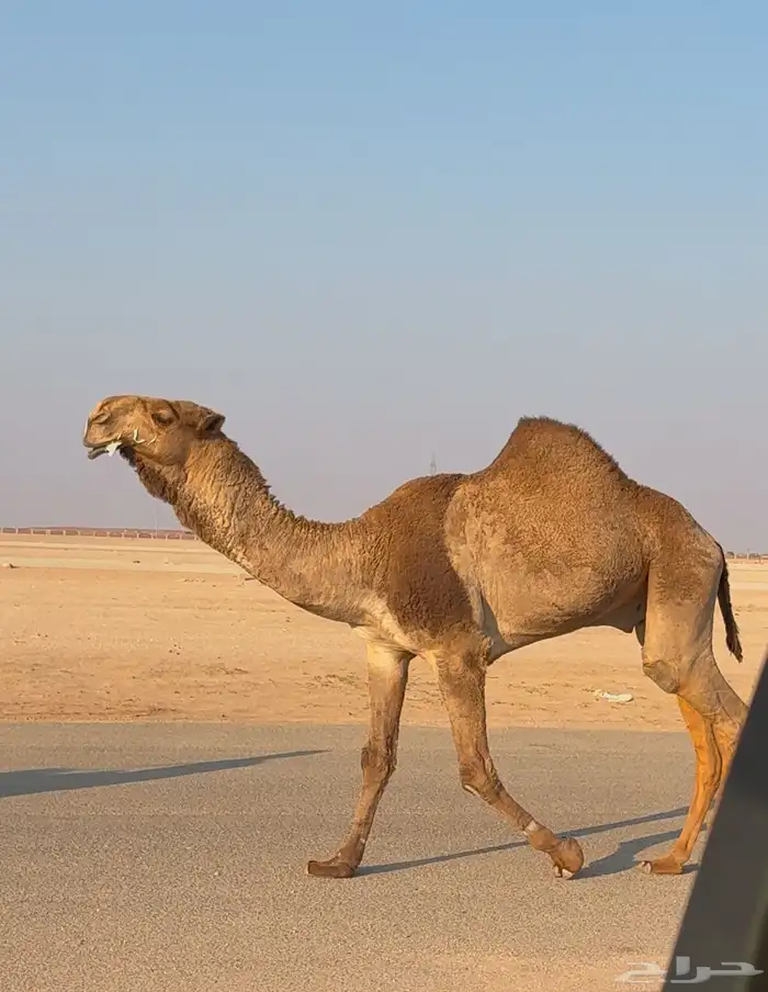 قعود قشعاني كفو 2