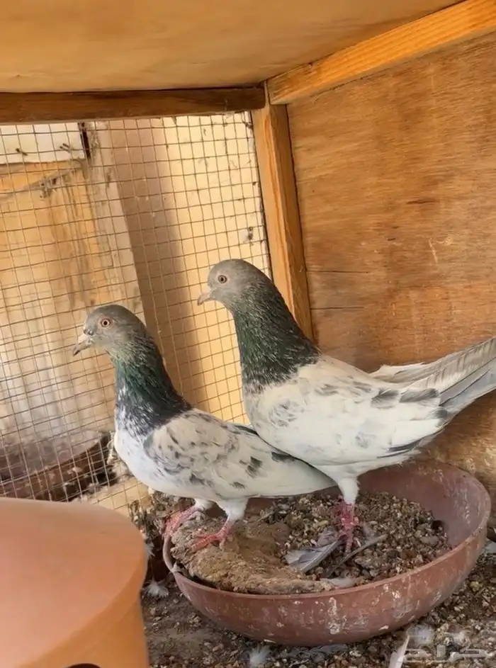 زوج قولدن مام دين آساس TOP حمام باكستاني 1