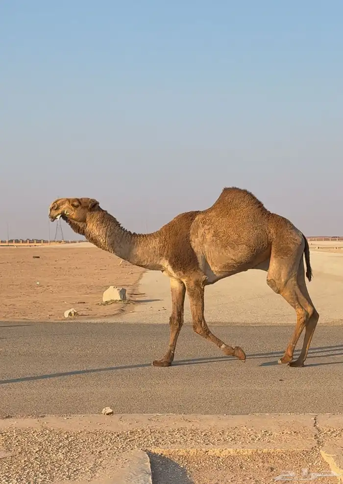 قعود قشعاني كفو 1