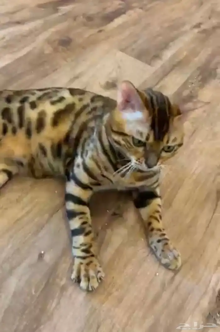 قط ذكر بنغال مستوى قوي جدا للبيع 3