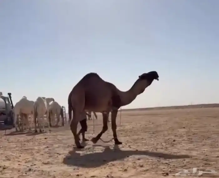 للبيع الفحل الاصفر الكفو 2