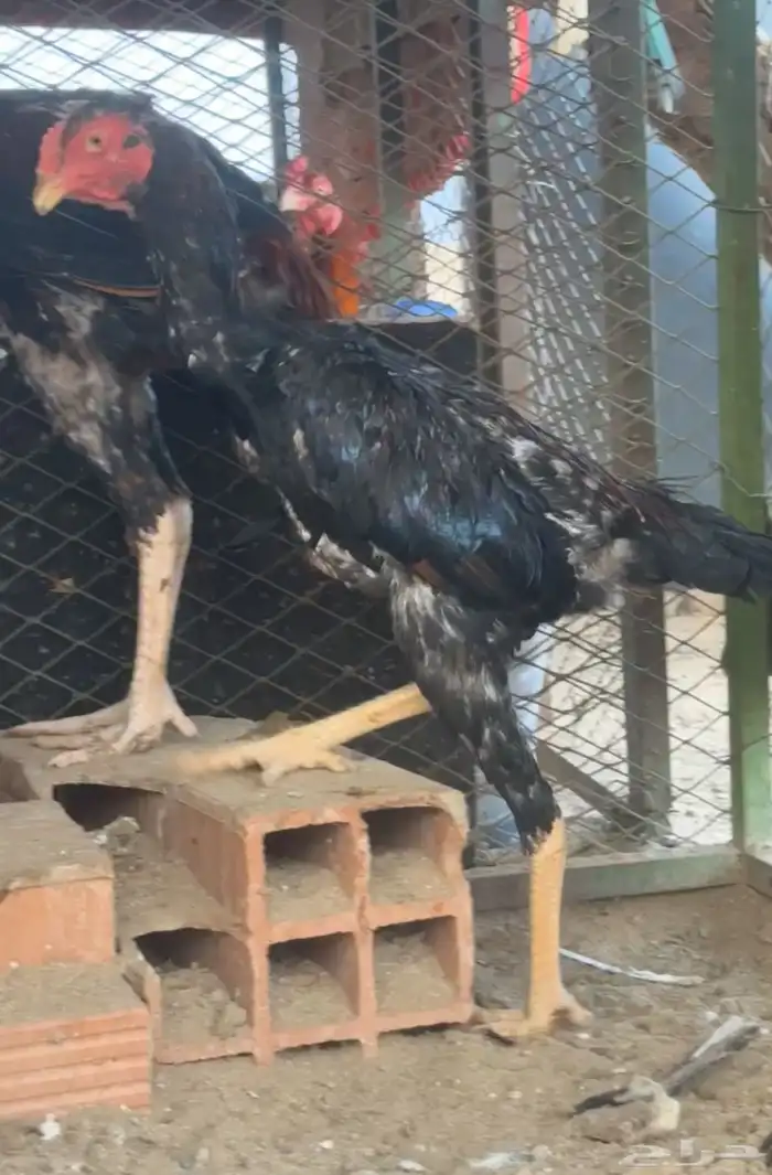 شامو ياباني 4