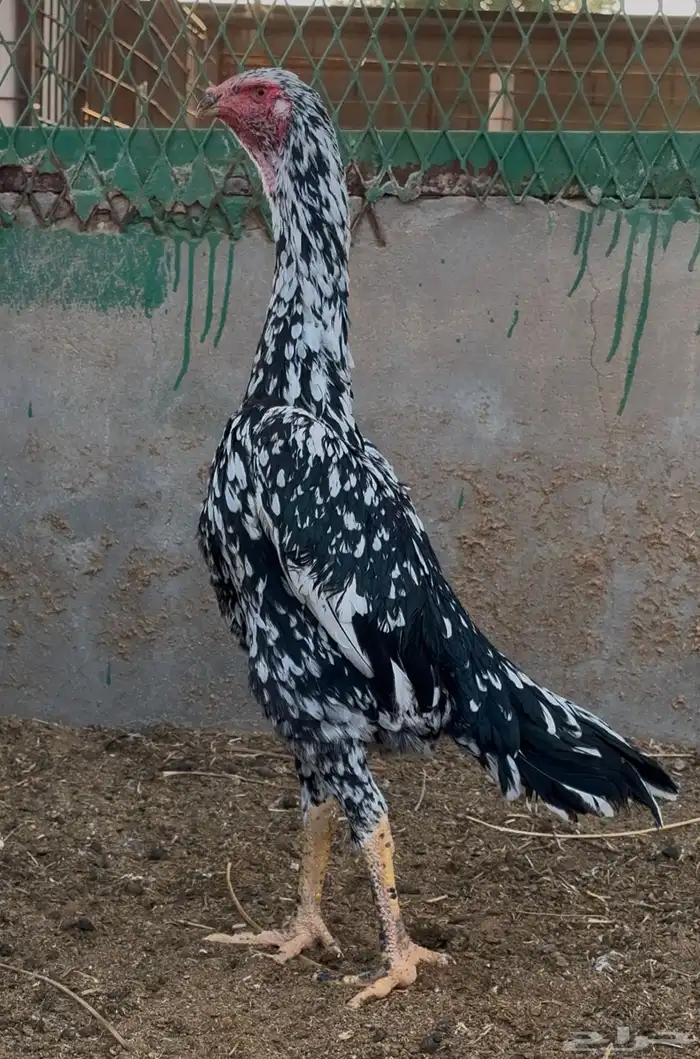 دجاجه شامو الماني بيور اساس خوارج نوادر 2