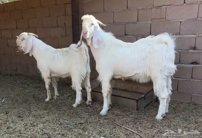 تيسين فحول قبرصي مطور ابيض صافي 1