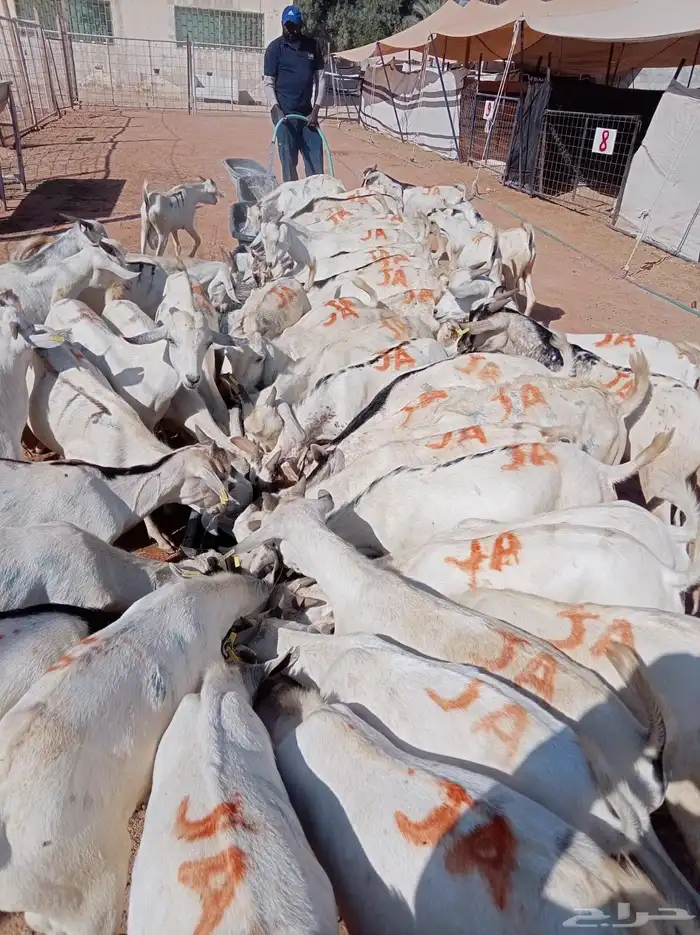 تيوس صومالية جملة وتفريد بأسعار ممتازة 1