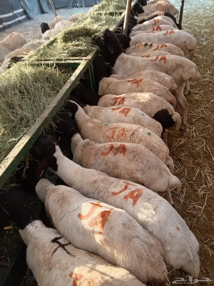 للجملة فقط  حلال نظيف تيوس وبرابر جاهز للذبح بالمزاحمية 6