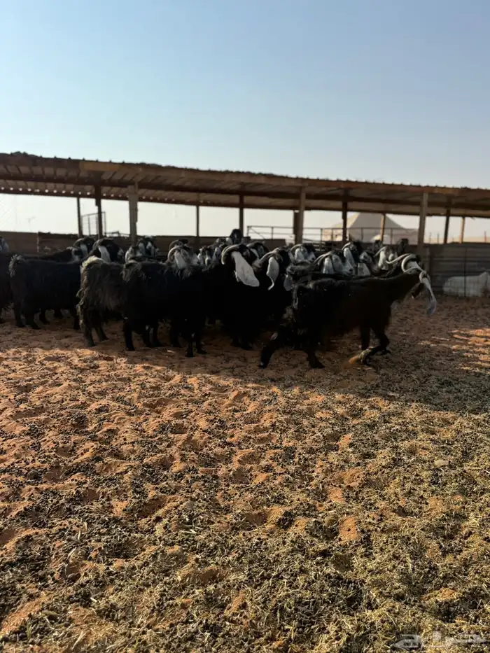 معزاء عوارض 1