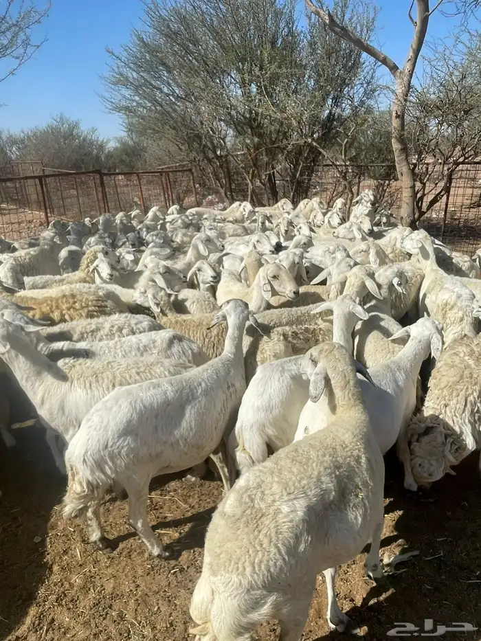 غنم حري حرش فاخر 1