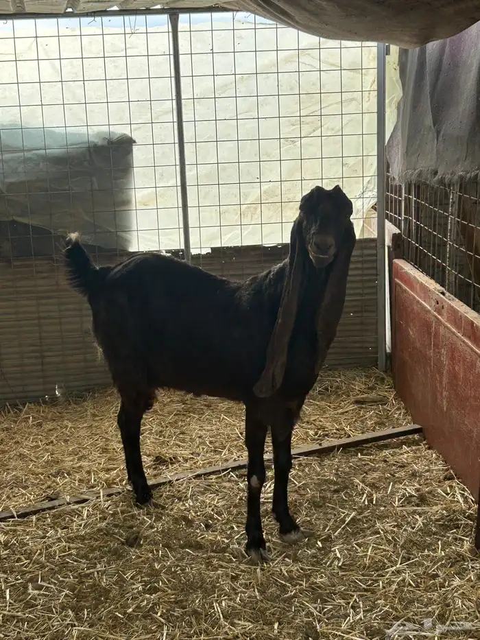 جفار وعنز وتيس للبيع 5