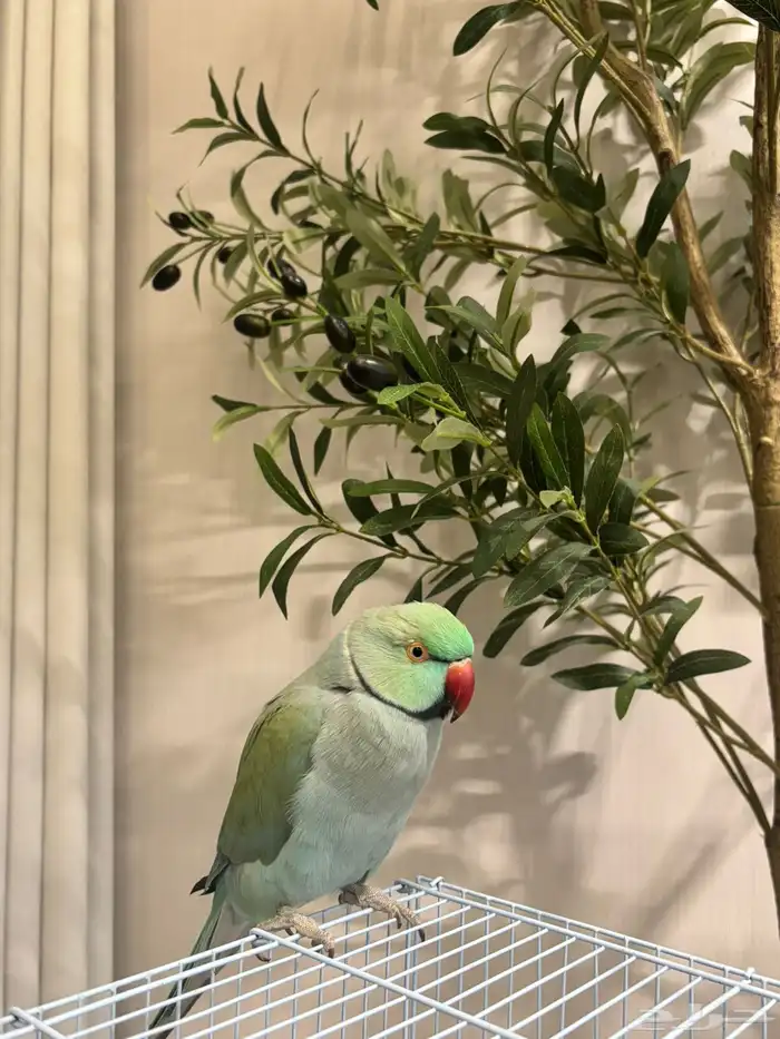 دره اليف (ابو طوق) ماشالله يغرد وعنده بداية نطق 1