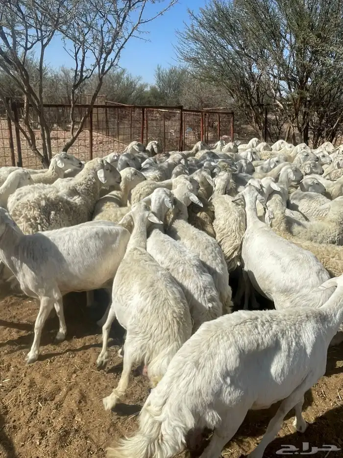 غنم حري حرش فاخر 5