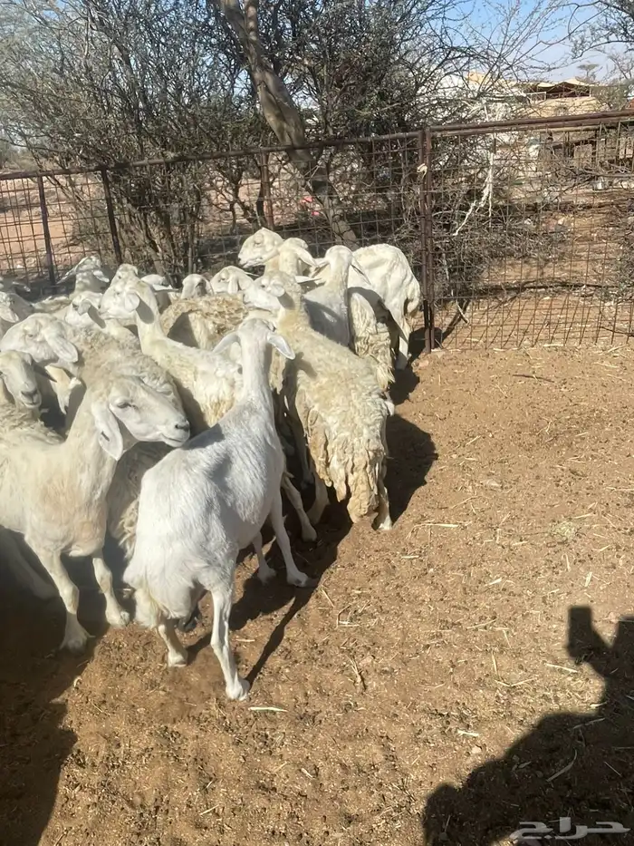 غنم حري حرش فاخر 6