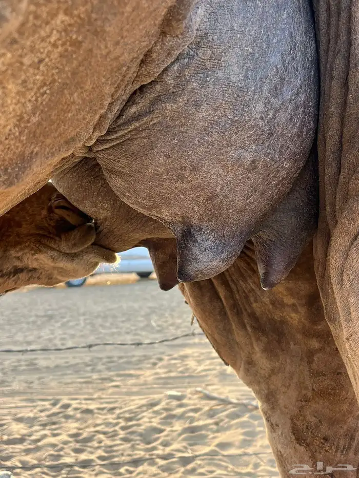 ناقه خلفه ساحليه 1